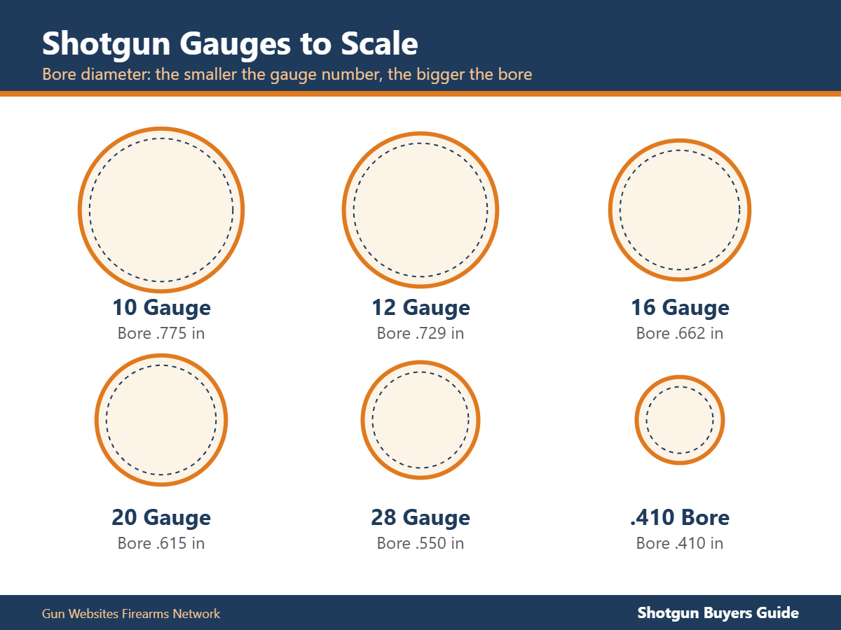 Shotgun gauges drawn to scale