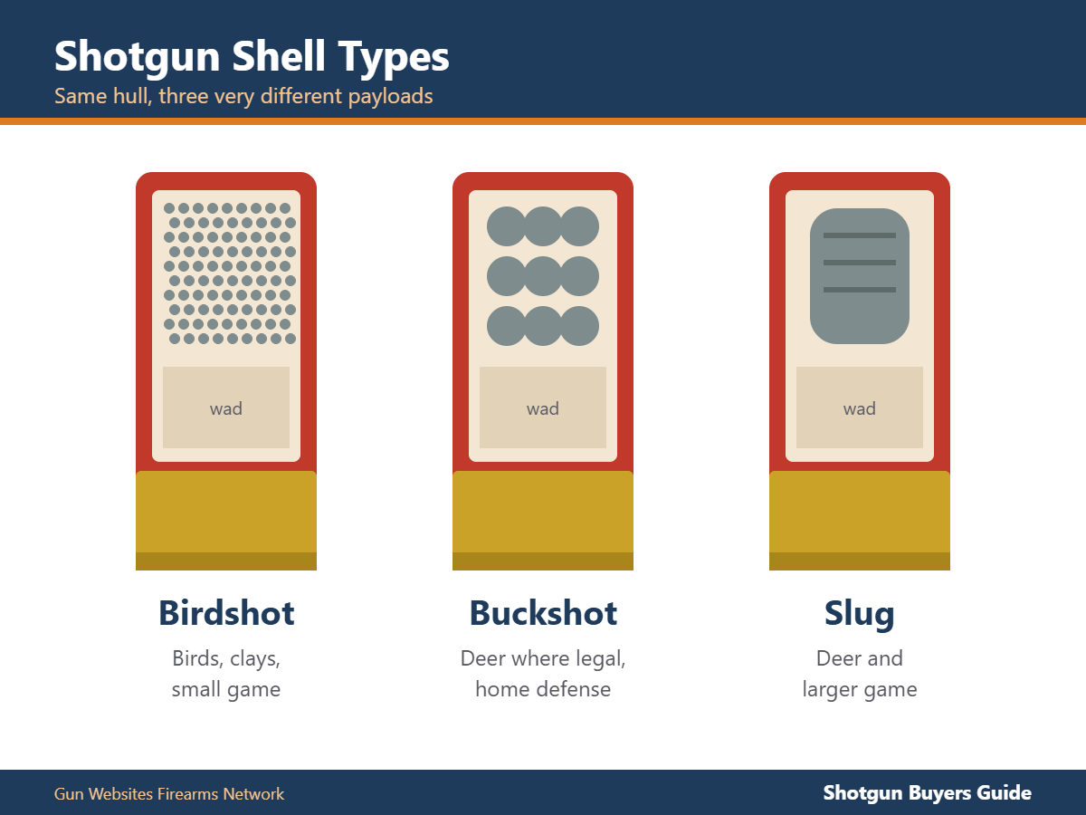 Cutaway of birdshot, buckshot and slug shotgun shells